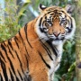 Jangan Sampai Punah: Harimau Sumatra dan Urgensi Hidup Berdampingan