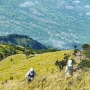Trail Run di Gunung Jawa Tengah: Taklukkan Merapi Merbabu, Saksikan Panorama Memukau yang Mendunia!