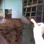 Miris! Kondisi Medan Zoo Viral Lagi: Hewan Stres, Kandang Kotor Tak Terurus