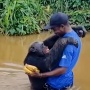 Pelukan Simpanse Viral Itu Bukan untuk Pisang tapi untuk 'Ayah' yang Menyelamatkannya