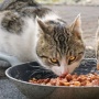 7 Rekomendasi Makanan Kucing untuk Mengatasi Bulu Rontok