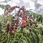 Bukan Sekadar Jargon, Ini Bukti Nyata Jember Surga Kopi Indonesia
