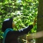 Membangun Ketahanan Ekosistem: Mengapa Kita Harus Menjaga Hutan?