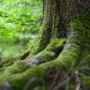 Dari Hutan hingga Laut, Bagaimana Kekayaan Biodiversitas Bisa Jadi Sumber Ekonomi Berkelanjutan?