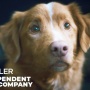 Trailer Good Boy Dirilis, Suguhkan Horor dari Sudut Pandang Seekor Anjing