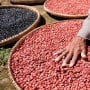 3 Manfaat Kacang Merah, Benarkah Atasi Sembelit?