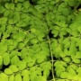 Moringa Oleifera: Suara Alam dalam Intrik Mistik dan Gema Reboisasi