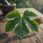 Obat Sakit Gigi Pakai Getah Daun Jarak, Mitos atau Fakta?