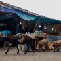 Harga Cabai Mulai Berangsur Turun, Dibanderol Rp 35.000/Kg