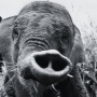 Menguak EEHV, Virus yang Renggut Nyawa Gajah Tari