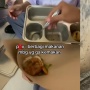 Viral! Siswa Bagikan Makanan Bergizi Gratis Sisa ke Warga: Lebih Baik Daripada Dibuang?