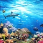 7 Daftar Ikan Laut yang Tidak Aman Dikonsumsi, Mengandung Racun Berbahaya