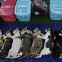 Jakarta Targetkan 21 Ribu Ekor Hewan Penular Rabies Disterilisasi di 2025