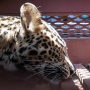 Macan Tutul Berkeliaran di Hotel Lembang, Petugas Gabungan Turun Tangan