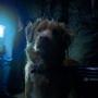 Good Boy Tayang di Bioskop Indonesia Hari Ini, Hadirkan Teror dari Sudut Pandang Anjing