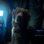 Daya Pikat Film Good Boy, Melihat Setan dari Mata Seekor Anjing