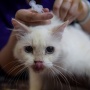 Vaksinasi Anjing dan Kucing Gratis, Menuju Indonesia Zero Rabies 2030