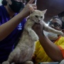 Realisasi vaksinasi rabies di Jakarta