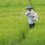 Mentan Amran Pastikan Temuan Kasus Pupuk Tidak Ganggu Pertanaman Petani, Stok Pupuk Aman