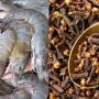 7 Fakta Penting di Balik Kasus Radioaktif Udang dan Cengkeh di Indonesia