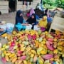 Dari Biji Kakao, Perempuan Saritani Menyemai Harapan Ekonomi Desa