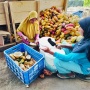 Tumbuh Bersama Kakao, Cerita Inspiratif Perempuan Saritani Gorontalo Tanam Kemandirian