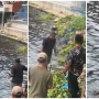 Viral! Pemancing Dapat Ikan Mas Jumbo di Danau Toba Tapi Tak Boleh Dibawa Pulang, Ada Apa?