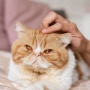 7 Arti Mimpi Dicakar Kucing Menurut Primbon, Tak Selalu Berarti Hal Buruk
