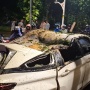 Pengendara Mobil Tewas Tertimpa Pohon Tumbang di Dharmawangsa Raya Saat Hujan Deras