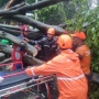Kenapa Pohon Tua di Jakarta Masih Jadi Ancaman Nyawa Saat Musim Hujan?