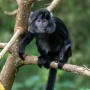 Mengenal Lutung Jawa: Si Hitam Penjaga Rimba yang Terancam Punah