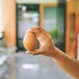 Telur Ayam Bahagia Penuh Gizi, Hasil Ketulusan Perempuan KWT Sumber Rejeki