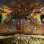 Rahasia Katak: Bernapas dan Minum Lewat Kulit