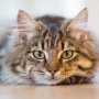 Wet Food Lokal Buat Anabul Makin Dilirik, Cek 3 Hal Ini Sebelum Membeli