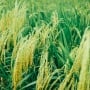 Solusi Beras Berkelanjutan dari Panggung ISRF 2025: Inovasi, Investasi hingga Insentif