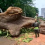 Pohon 'Raksasa' Tumbang di Sisingamangaraja Ganggu Operasional, MRT Jakarta: Mohon Tetap Tenang