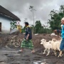 Ratusan Hewan Ternak Warga Mati Disapu Awan Panas Gunung Semeru, Dampak Erupsi Makin Meluas