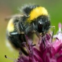 Studi Baru Ungkap Lebah Bumblebee Bisa Dilatih Mengenali Kode Morse