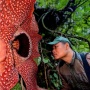 13 Tahun Pencarian, Peneliti Menangis Tersedu-sedu Menemukan Bunga Rafflesia Mekar di Hutan Sumatra
