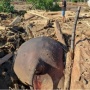 Berapa Sisa Populasi Gajah Sumatera? Viral Ikut Terseret Banjir