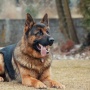 Studi Ungkap Jejak Genetik Serigala Masih Tertinggal di DNA Anjing Modern