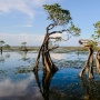 Akar Melawan Ombak: Perjuangan Komunitas Mangrove Menyelamatkan Pesisir
