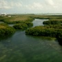 Rehabilitasi Mangrove Nasional: Menyelamatkan Garis Pesisir Indonesia
