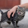 5 Tips Ampuh Mengusir Kucing Liar dan Gak Balik Lagi, Jangan Disakiti!