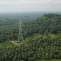 Kelapa Sawit: Sama-sama Pohon, tapi Tak Bisa Gantikan Fungsi Hutan