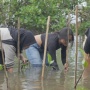 Tanam Mangrove dan Berkarya, Kolaborasi Seniman dan Penulis di Pantai Baros