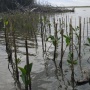 Dari Lumpur Pantai Baros: Mengubah Aksi Tanam Mangrove Jadi Seni dan Refleksi Diri