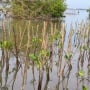 Kawasan Mangrove Baros: Jejak Kepedulian Warga akan Konservasi Lingkungan