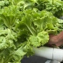 Jadi Pemasok MBG, Omzet Petani Hidroponik di Madiun Naik 100 Persen