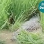 Geger! Buaya Besar Muncul di Sawah Warga Bantargebang, Damkar Sampai Turun Tangan